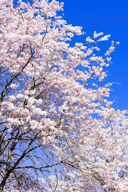 桜と青空