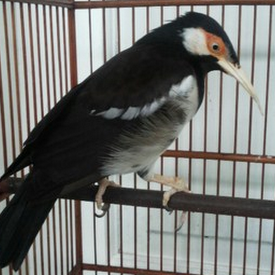 Cara Merawat Jalak Suren Bakalan Agar Cepat Gacor