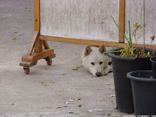 멍멍이, 개(dog)