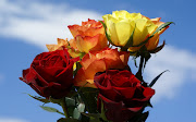 Beautiful Rose Flower Wallpaper (red roses flower rose pictures )