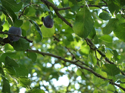 Plums hiding amongst the leaves of the plum tree
