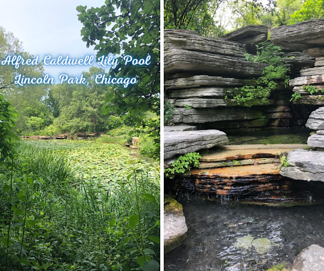 Evening Stroll Around Serene Alfred Caldwell Lily Pool in Lincoln Park, Chicago