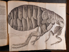 A large, fold-out illustration of a flea.