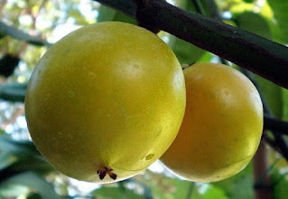 gambar buah mundu, apel jawa