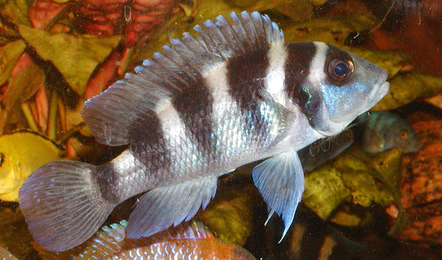 Tanganika - Neolamprologus trotecephalus (szczelinowiec pięciopręgi)