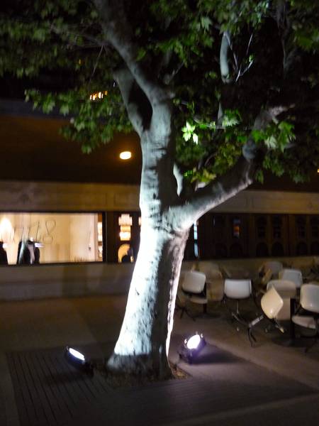 Árbol con focos de iluminación