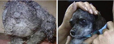 Before and After Animal Rescue Seen On www.coolpicturegallery.us