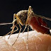 General Terms About Mosquitoes As An Insect To Man