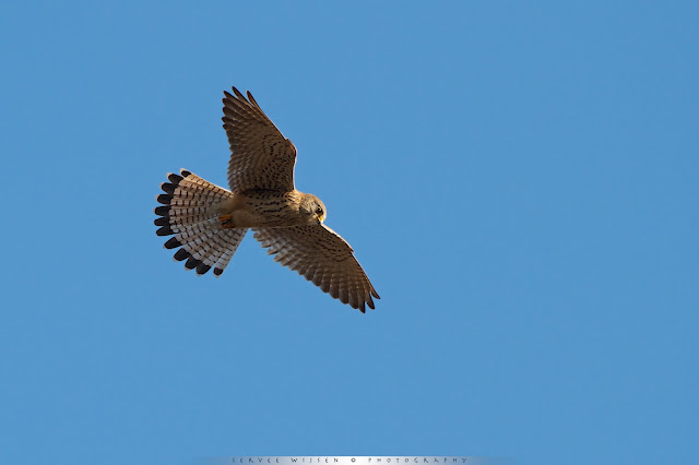 Torenvalk (v) - Common Kestrel (f) - Falco Tinnunculus