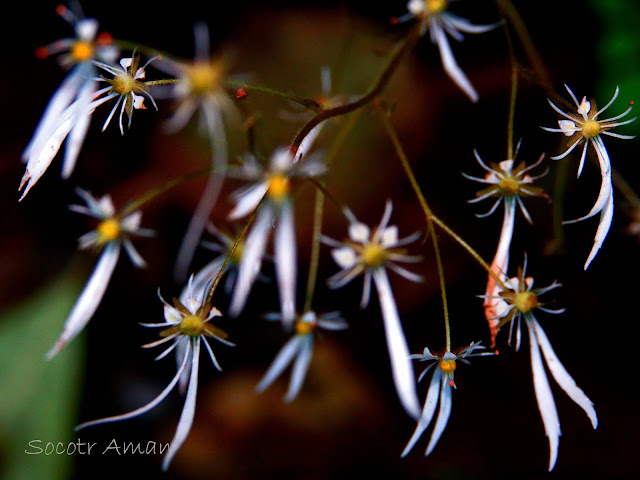Saxifraga cortusaefolia