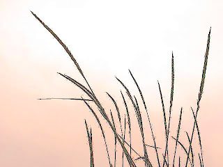 Grasses at dusk