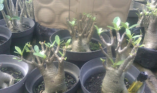 Jual Adenium bermacam tipe seperti : Obesum Arabikum Cabang seribu Triple Amazing Triple black beuty Triple legacy Black dragon