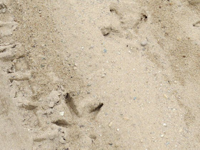 sandhill crane tracks