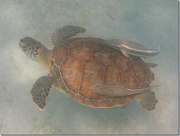 turtle