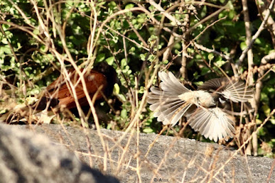 Greater Coucal - Mobbed by Spot-breasted Fantail