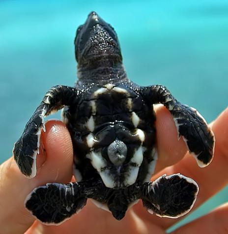 Baby Turtles That Fit in the Palm of Your  Hand Seen On www.coolpicturegallery.us