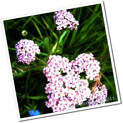 June 14 flowers