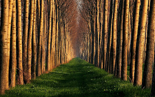 Trees Road wallpaper