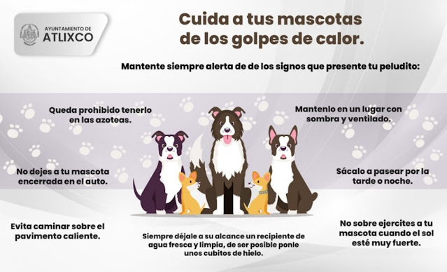 Durante esta temporada de calor, Bienestar Animal de Atlixco te invita a cuidar a tus mascotas