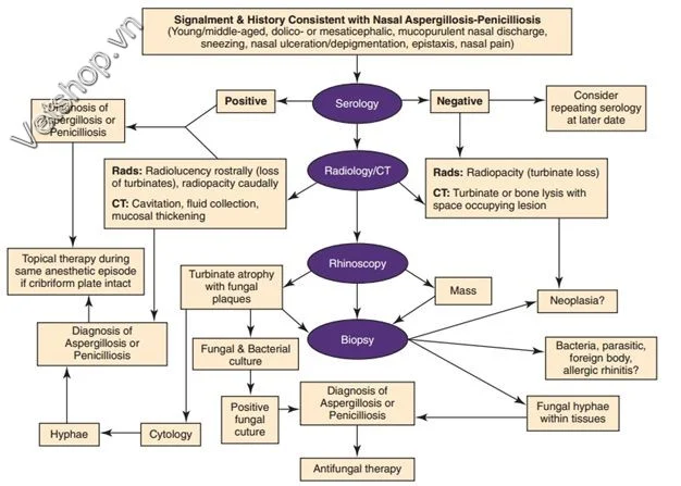 Hình 5: Sơ đồ chẩn đoán bệnh do nấm Aspergillus Và Penicillium