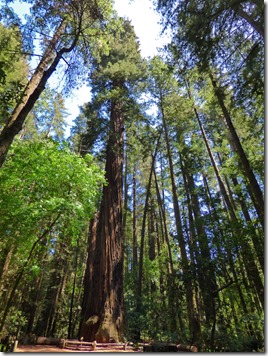 Henry Cowell Redwoods