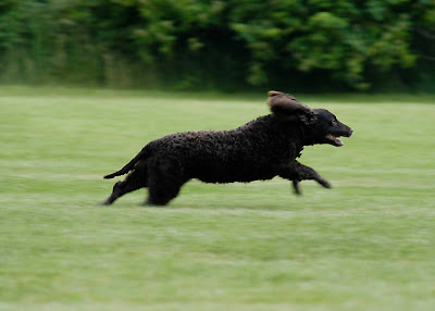 American Water Spaniel