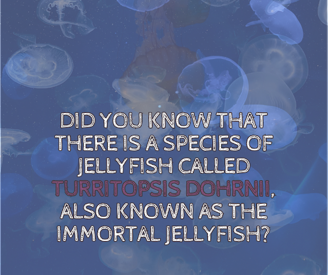 Turritopsis dohrnii, commonly known as the immortal jellyfish or the Benjamin Button jellyfish, is a small species of jellyfish that has the unique ability to revert its cells back to their earliest form, effectively allowing it to have an indefinite lifespan. Here are some interesting facts about Turritopsis dohrnii