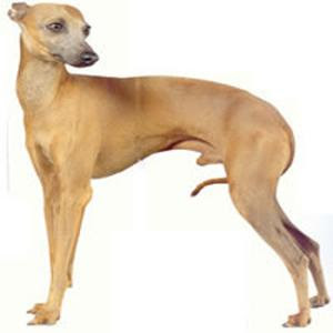 dog breed greyhound