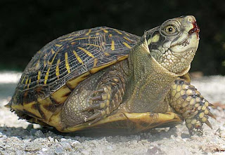 box turtle