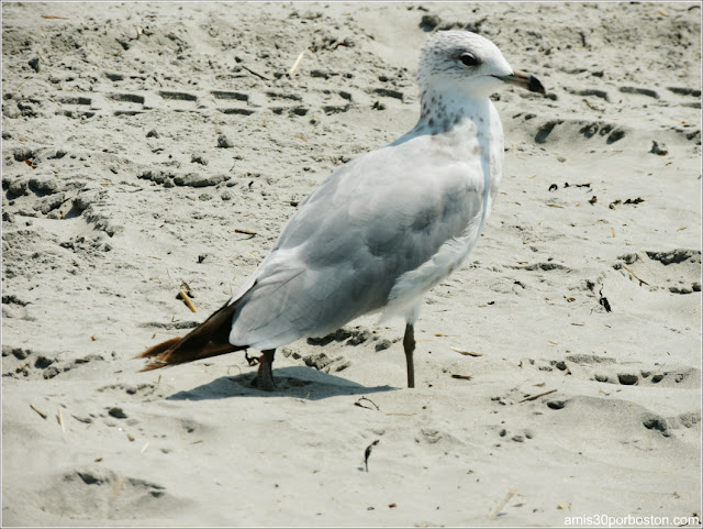 Playas de Massachusetts: Nahant Beach Reservation