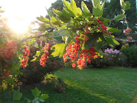 Chemnitzer Gartenkultur