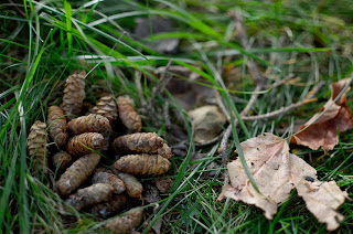 nest of pinecones