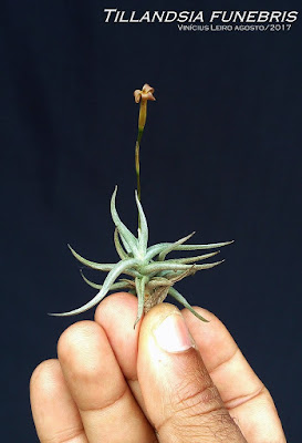 Tillandsia funebris care and culture