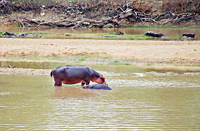 black hippopotamus