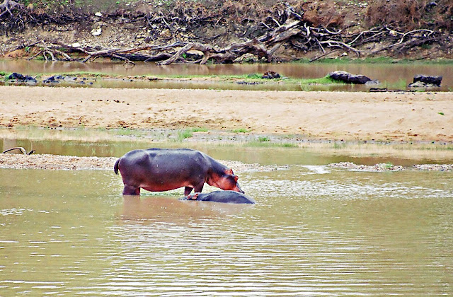 black hippopotamus