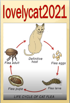 The flea life cycle