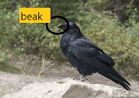 crow beak