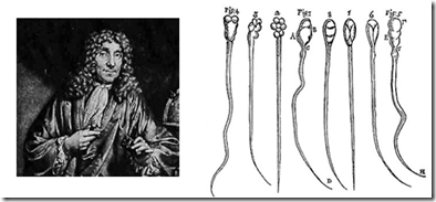 When Did Anton Van Leeuwenhoek Discovered Animalcules