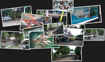 View album