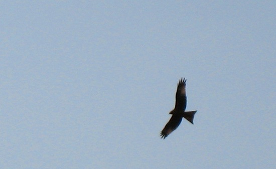 Red Kite Again 3