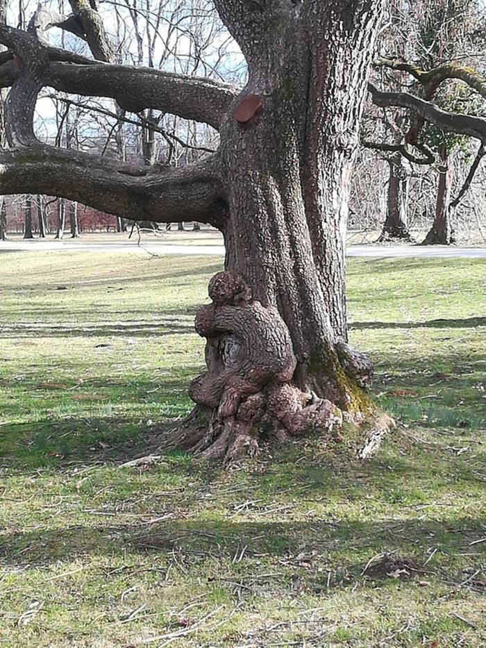 Tree in Graz (Austria) that looks like a child is hugging it.