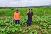 Edo Suhada Kawil Cigintung Desa Talagasari : Menanam Sayuran Bisa Menambah Penghasilan