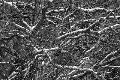 Snowy Branches, Timber Trails Park