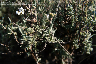 http://www.biodiversidadvirtual.org/herbarium/Hormathophylla-lapeyrousiana-(Jord.)-P.Kupfer-img274664.html