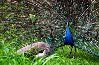 Burung Merak