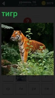 Хищник тигр в зарослях готовится к охоте, принял стойку к прыжку 