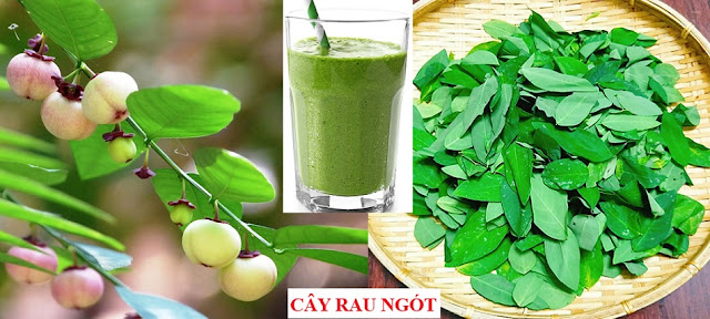 Tự Chữa Bệnh Bằng Cây Thuốc Nam - CÂY RAU NGÓT