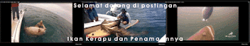 Ikan Kerapu dan Asal Muasal Penamaannya