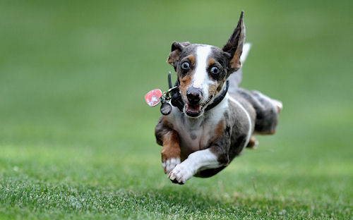 Perro volando - Dog Flying by Glenn Nagel