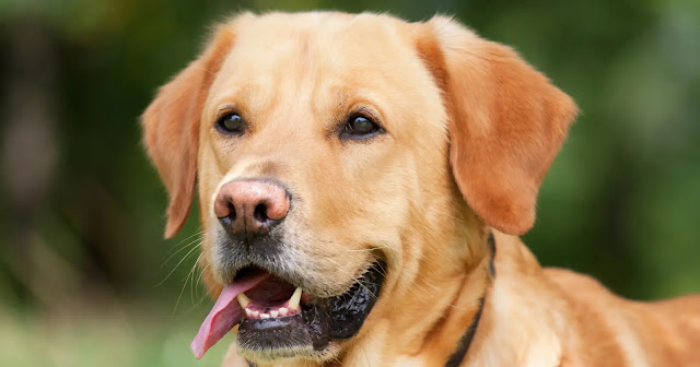 combien-de-temps-vie-un-chien-labrador